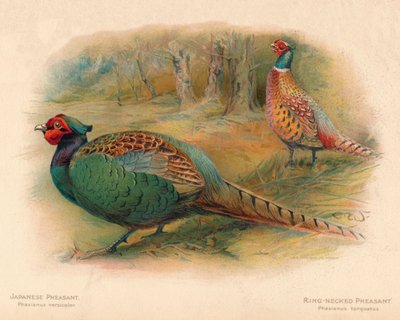 Japanse fazant Phasaianus versicolor, Ringnekfazant Phasaianus torquatus, 1900, 190 door Charles Whymper