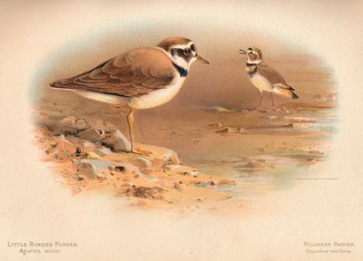 Kleine plevier Aegialitis minor, Killdeer plevier Oxyechus vociferus, 1900 door Charles Whymper