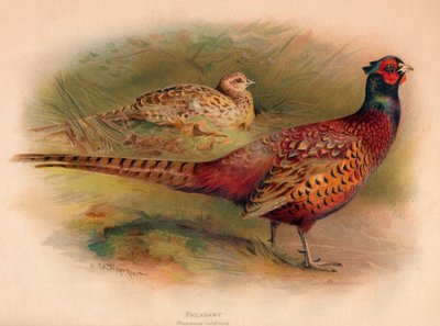 Fazant Phasianus colchicus door Charles Whymper