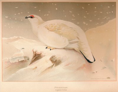 Sneeuwhoen Lagopus mutus door Charles Whymper