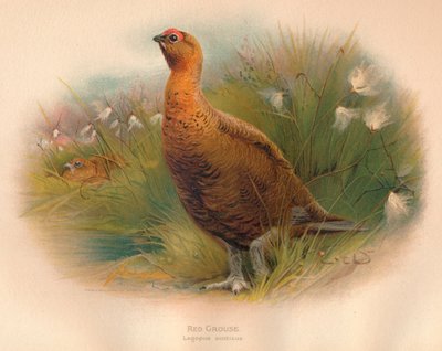 Rode korhoen Lagopus scoticus, 1900 door Charles Whymper