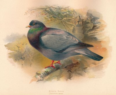 Holenduif Columba aenas door Charles Whymper