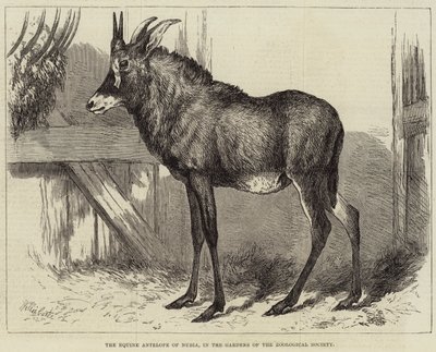 De Equine Antilope van Nubië, in de tuinen van de Zoological Society door Charles William Carter