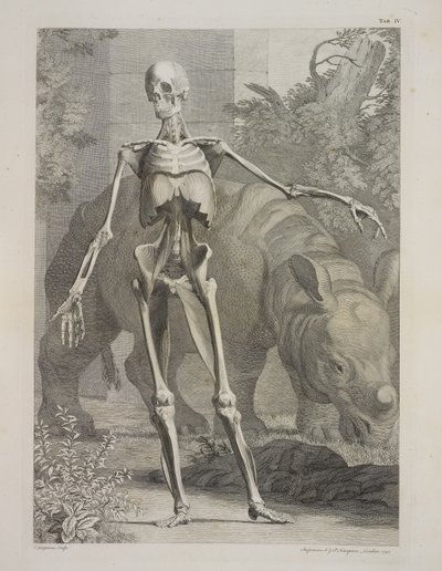 Skelet en neushoorn, Tabellen van het skelet en de spieren van het menselijk lichaam, door Bernhard Siegfried Albinus door Charles the Elder Grignion