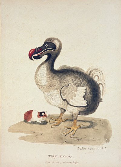 Studie van een Dodo en een Cavia door Charlotte Augusta Spencer Churchill