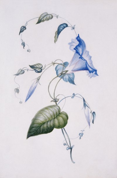 Blauwe winde, 1832 door Charlotte Bronte