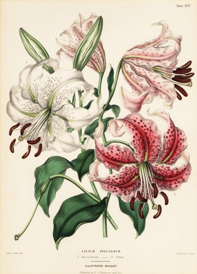 Japanse lelievariëteiten, Lilium specioseum door Charlotte Caroline Sowerby