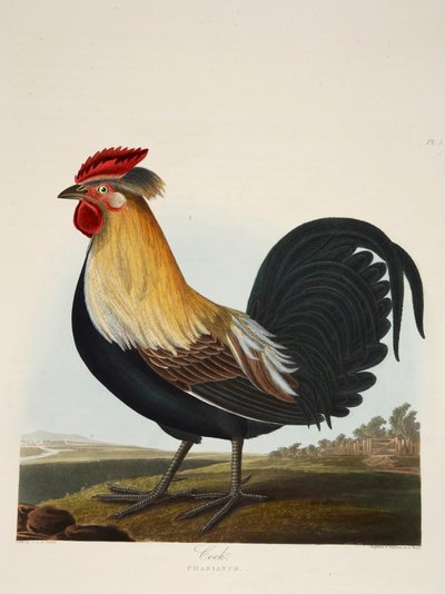 Haan, Phasianus, pub. 1835 Handgekleurde gravure door Charlotte Lousia Emily Perrott
