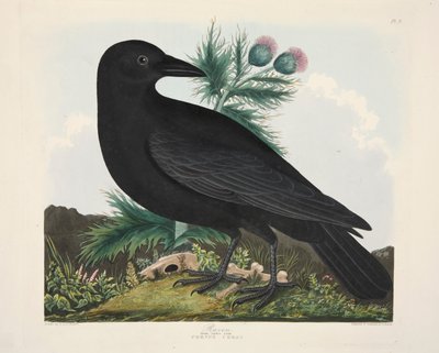 Raaf, Corvus Corai, gepubliceerd 1835, handgekleurde gravure door Charlotte Lousia Emily Perrott