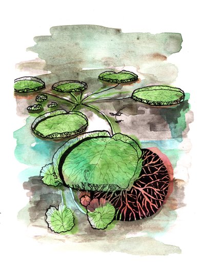 Waterlelies door Charlotte Orr