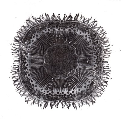 Planten Cellen, 2019 door Charlotte Orr