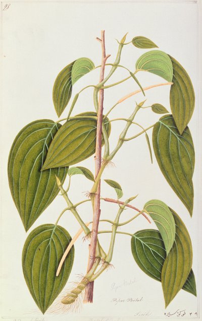 Betelblad, uit Vijfenvijftig Tekeningen van Geneeskrachtige Planten van Malakka, Deel 1, c.1805-18 door Chinese School