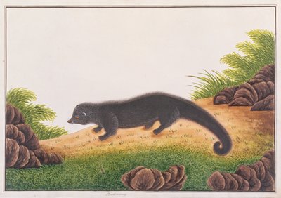 Binturong, uit Tekeningen van Dieren, Insecten en Reptielen uit Malakka, ca. 1805-18 door Chinese School