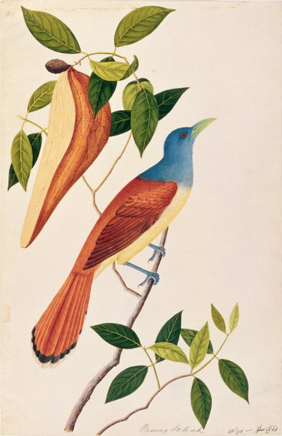 Boorong Seli-ah, uit Tekeningen van Vogels uit Malakka, ca. 1805-18 door Chinese School