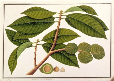 Brangam of Maleise Kastanje, uit Tekeningen van Planten uit Malakka, c.1805-18 door Chinese School