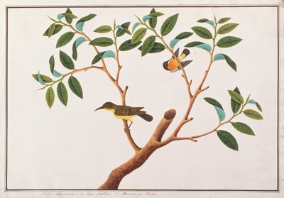 Bruinkeelzonnevogel en Robijnwangzonnevogel, uit Tekeningen van Vogels uit Malakka, c.1805-18 door Chinese School