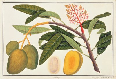 Buihang Mangifera, uit Tekeningen van Planten uit Malakka, c.1805-18 door Chinese School
