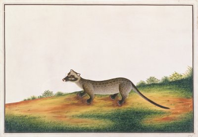 Gewone Palmcivet, uit Tekeningen van Dieren, Insecten en Reptielen uit Malakka, ca. 1805-18 door Chinese School