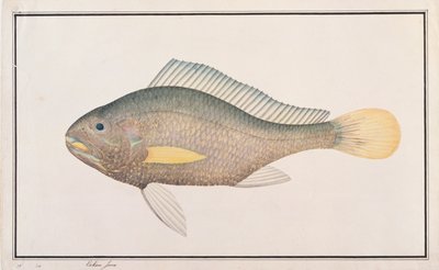 Knorvis, uit Tekeningen van Vissen uit Malakka, c.1805-18 door Chinese School