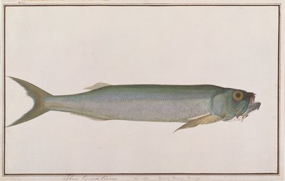 Dorab Wolf-haring, uit Tekeningen van Vissen van Malakka, c.1805-18 door Chinese School