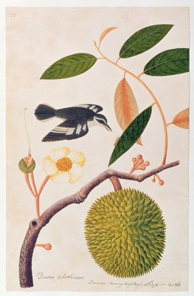 Durie zibethinus, Dorrian of Boorong Brass Brass, uit Tekeningen van Vogels uit Malakka, c.1805-18 door Chinese School