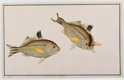Eekan King-kerong, uit Tekeningen van Vissen uit Malakka, c.1805-18 door Chinese School