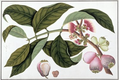 Eugenia of Jamboo Teloie poote, uit Tekeningen van Planten uit Malakka, c.1805-18 door Chinese School