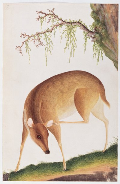 Hertenkalf, uit Tekeningen van Dieren, Insecten en Reptielen uit Malakka, ca. 1805-18 door Chinese School