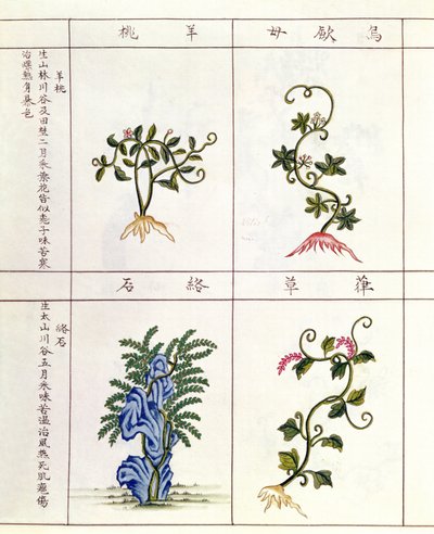 Vier planten uit een Pen Tsao, een verzameling geneeskrachtige planten, 18e-19e eeuw door Chinese School