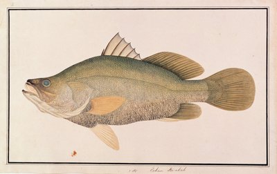 Reuzenzeebaars, uit Tekeningen van Vissen uit Malakka, c.1805-18 door Chinese School