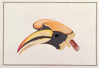 Grote Neushoornvogel, uit Tekeningen van Vogels uit Malakka, c.1805-18 door Chinese School