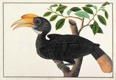 Ke ke, uit Tekeningen van Vogels uit Malakka, ca. 1805-18 door Chinese School