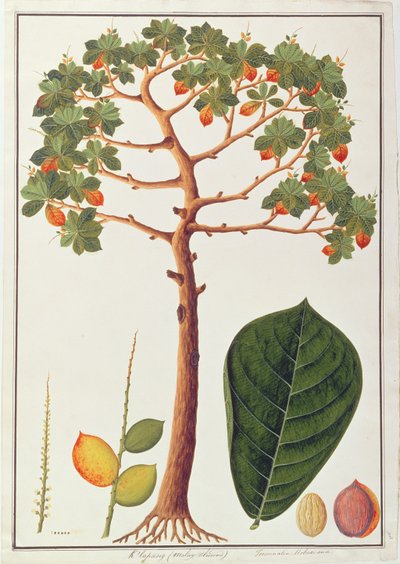 Klapang Terminalia Molucana of Maleise Amandel, uit Tekeningen van Planten uit Malakka, c.1805-18 door Chinese School