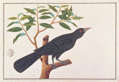Koel, uit Tekeningen van Vogels uit Malakka, ca. 1805-18 door Chinese School