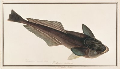 Levende Haai Zuiger, uit Tekeningen van Vissen van Malakka, c.1805-18 door Chinese School