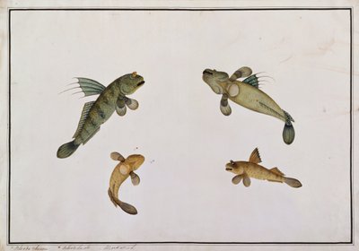 Moddervis, Bloodo chiena, Bloodo La-ore, uit Tekeningen van Vissen van Malakka, c.1805-18 door Chinese School