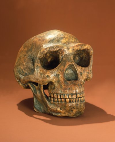 Gereconstrueerde schedel van Peking Man, Grot Choukoutien door Chinese School