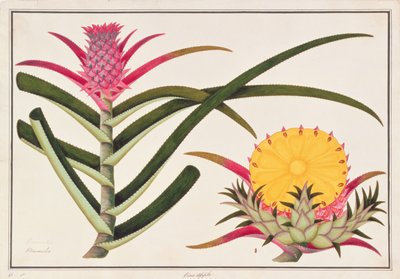 Ananas of Bromelia, uit Tekeningen van Planten uit Malakka, c.1805-18 door Chinese School