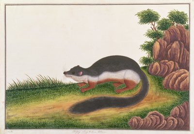 Prevosts Eekhoorn, uit Tekeningen van Dieren, Insecten en Reptielen uit Malakka, ca. 1805-18 door Chinese School