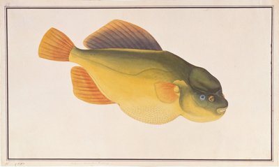 Kogelvis, uit Tekeningen van Vissen uit Malakka, c.1805-18 door Chinese School