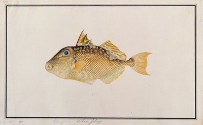 Sterren Trekker, uit Tekeningen van Vissen van Malakka, c.1805-18 door Chinese School