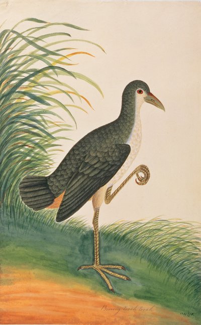 Witborstwaterhoen, uit Tekeningen van Vogels uit Malakka, c.1805-18 door Chinese School