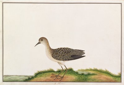 Bosruiter, uit Tekeningen van Vogels uit Malakka, c.1805-18 door Chinese School
