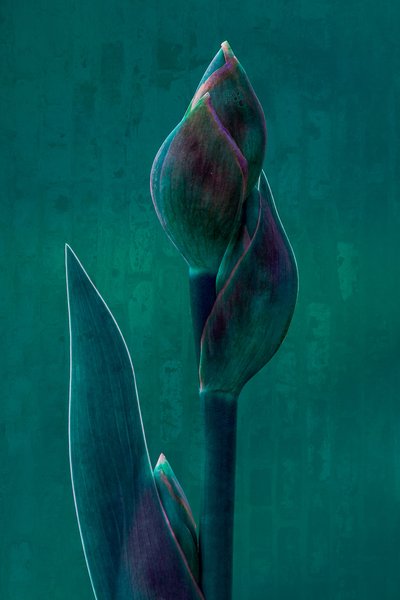 Moody Botanical Bloom door Chris Hamilton