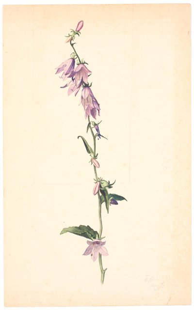 Campanula door Christen Dalsgaard