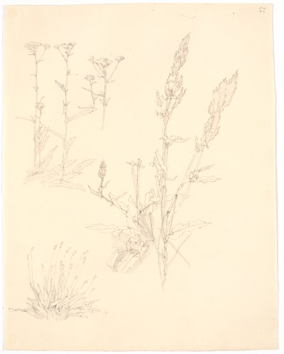 Plantstudies door Christen Købke