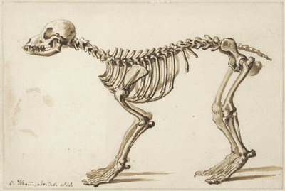 Skelet van een hond van opzij door Christiaan Kramm