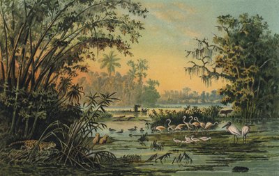 Wildlife aan de midden Orinoco, Venezuela door Christian Anton Goering