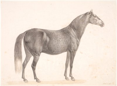 Zwart Paard door Christian David Gebauer