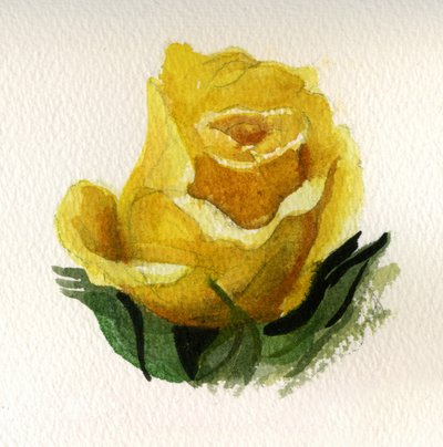 Gele roos, 2009 (aquarel op papier) door Christian Furr